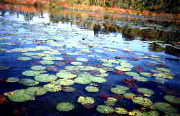 Lilypads